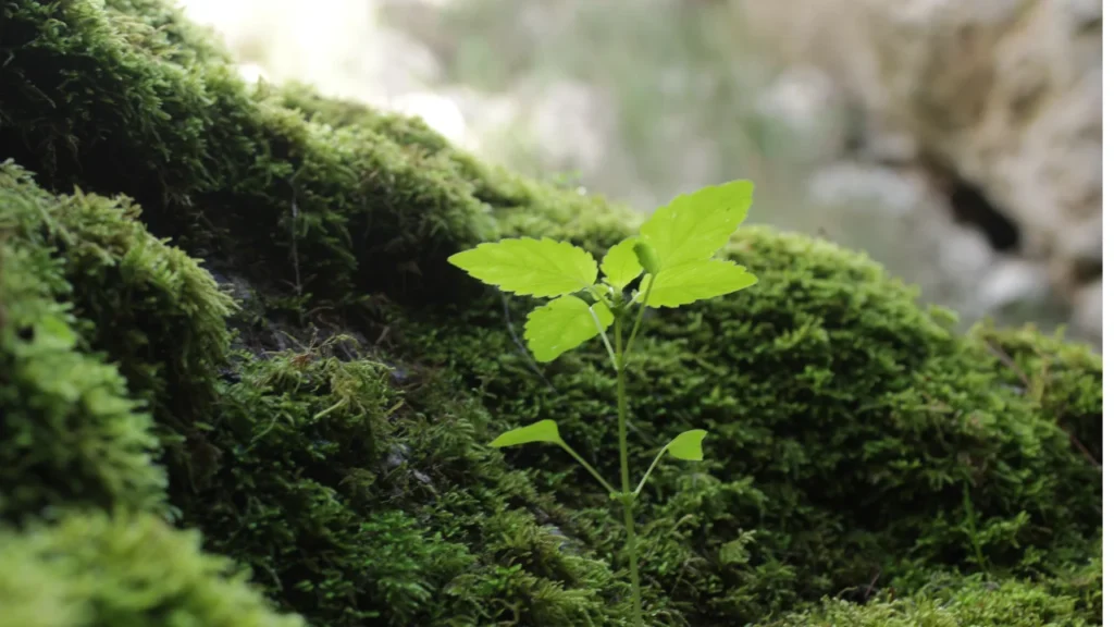 The current image has no alternative text. The file name is: Untitled-design-27.webp